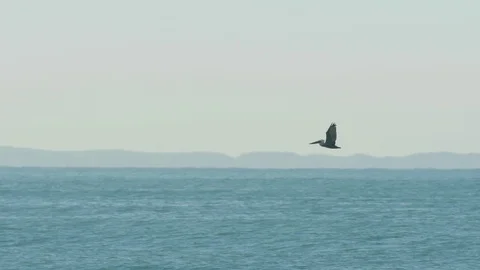 Pelican flying over waves breaking Stock Footage 88287761