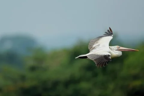 Pelican flying Foto stock