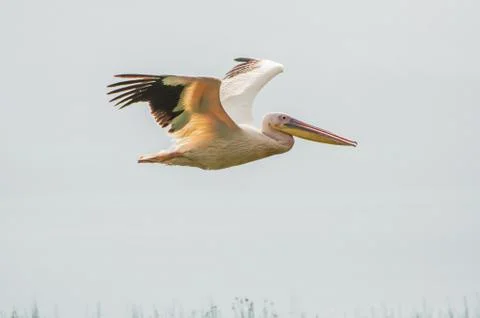 Pelican Flying Stock Photos