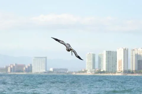 Pelican Flying Stock Photos