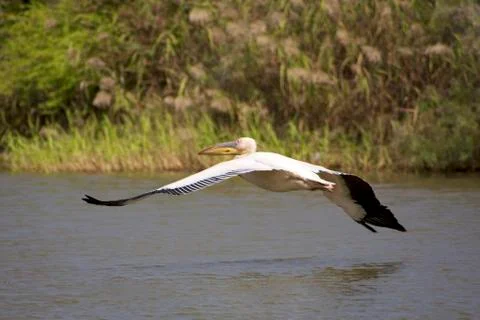 Pelican flying Stock Photos