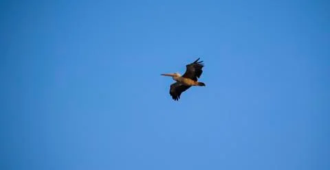 Pelican flying Stock Photos