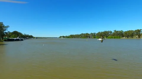 Pelican flying in the river murray Video stock 68602067