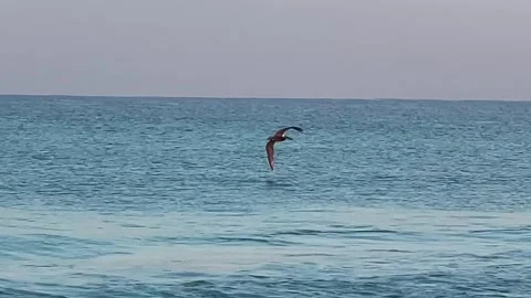 Pelican Flying Sunset 01 Video stock 300483475