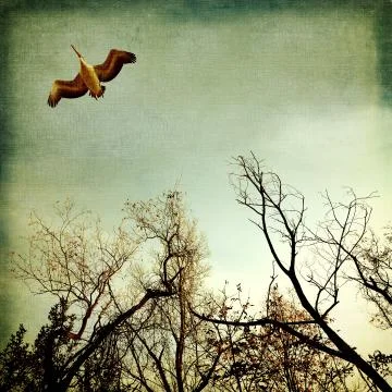 Pelican flying on the trees Stock Illustration