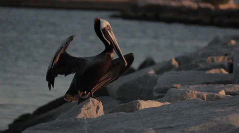 Pelican Flys Off Rock Stock Footage