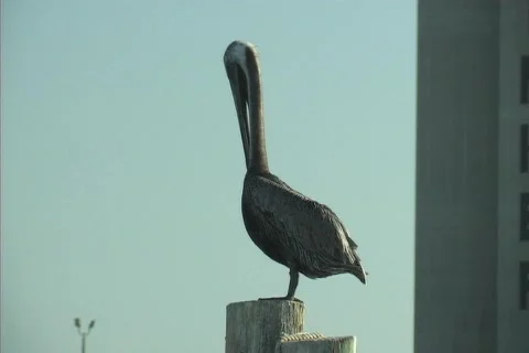 Pelican Stock Footage 78135