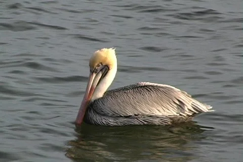 Pelican Vídeo Stock 100251
