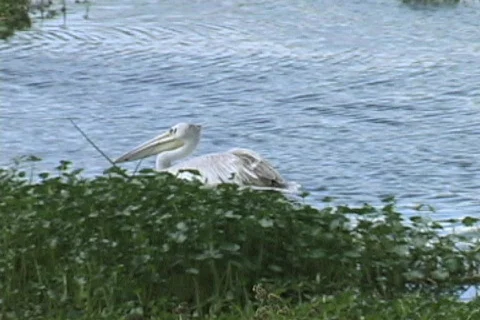Pelican Vídeo Stock 126038