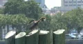Pelican HD Footage