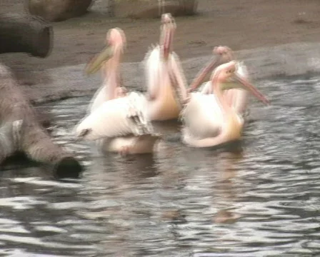 Pelican Vídeo Stock 345876