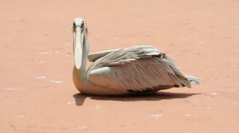 Pelican Stockbeeldmateriaal 523717