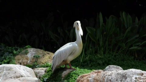 Pelican Stockbeeldmateriaal 523747