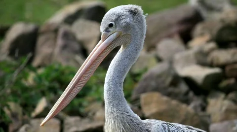 Pelican Video stock 702052