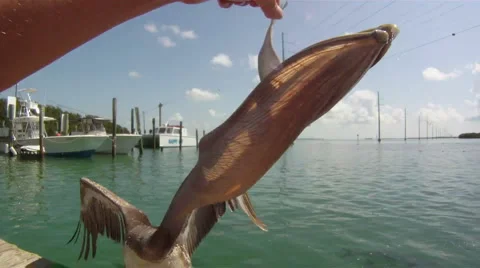 Pelican Stock Footage 882745