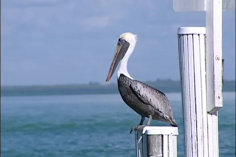 Pelican Stock Footage 921876