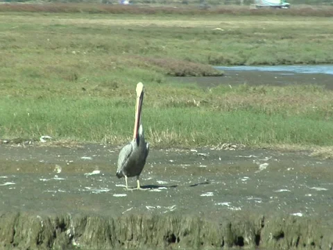 Pelican Video stock 934557