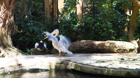 Pelican 库存影片 979280