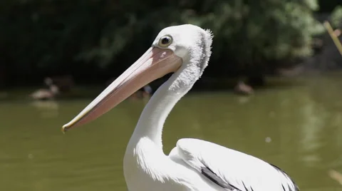 Pelican Stock Footage 1055818