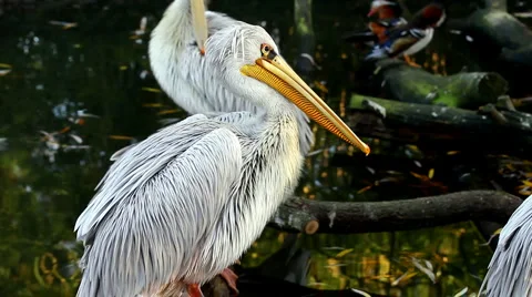 Pelican Video stock 1091286