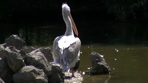 Pelican Stock Footage 8601283