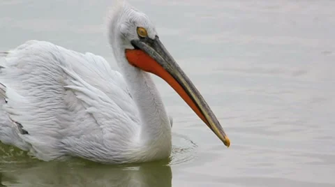 Pelican Stock Footage 8825995