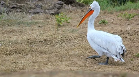 Pelican Stock Footage 8826262