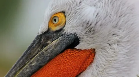 Pelican Stock Footage 8829494