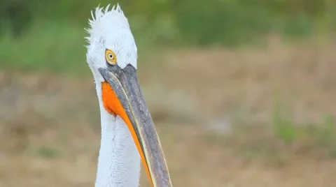 Pelican Stock Footage 8832034