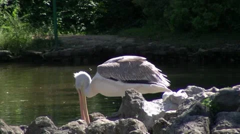 Pelican Stock-Footage 8911839