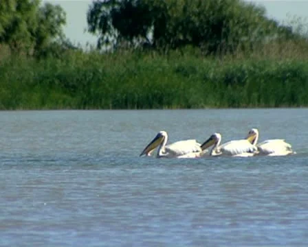 Pelican Stock Footage 10571186