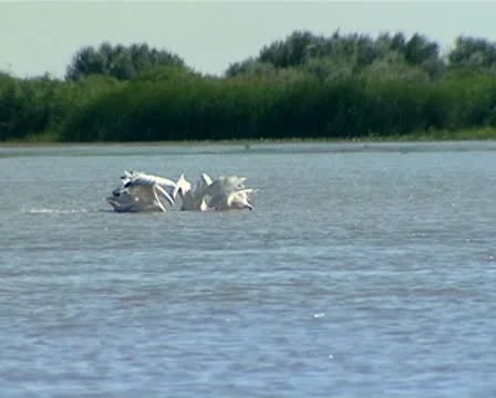 Pelican Stock Footage 10571188