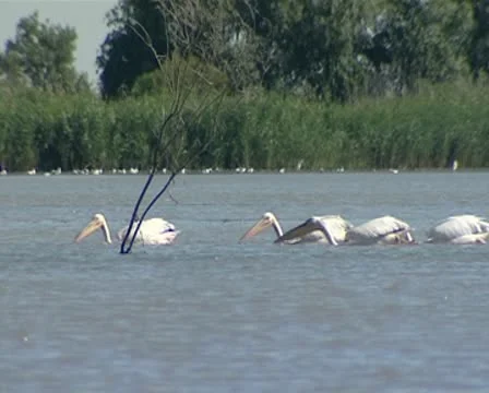 Pelican Stock Footage 10571189