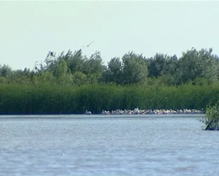 Pelican Stock Footage 10571192
