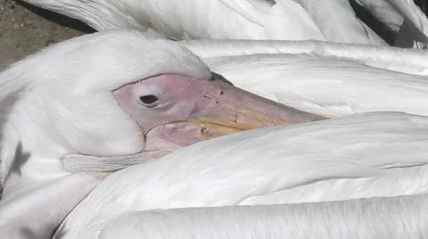 Pelican Stock Footage 10917564