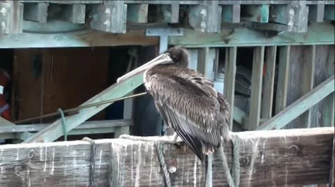 PELICAN Stock Footage 11914612