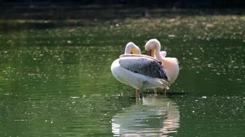 Pelican Vídeo Stock 12235808