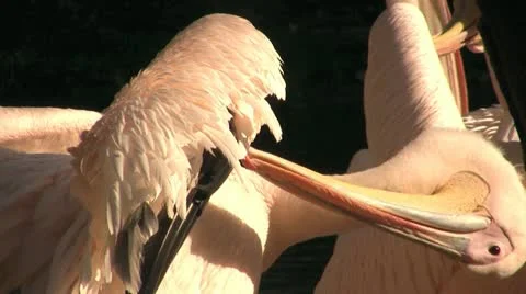 Pelican Video stock 12286673