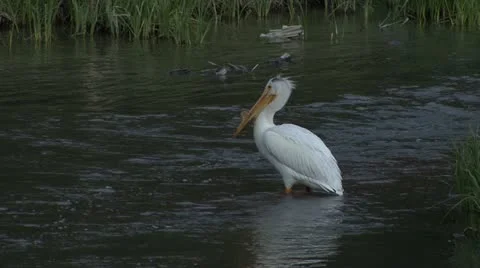 Pelican Stock Footage 12766471