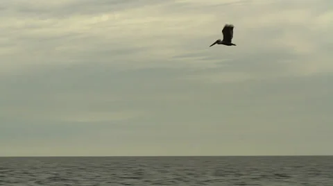 Pelican A Stock Footage 25323427