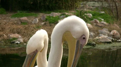 Pelican Stock Footage 34604253