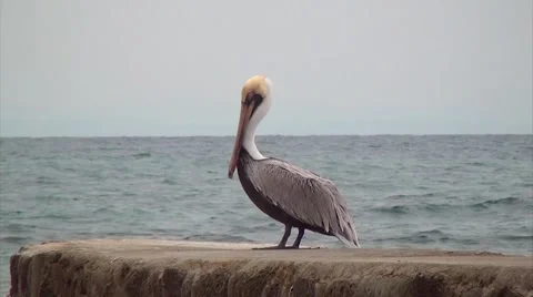 THE PELICAN: Stock Footage 50660494