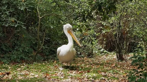 Pelican Stock Footage 80558445