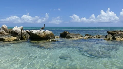 Pelican Stock Footage 96147345