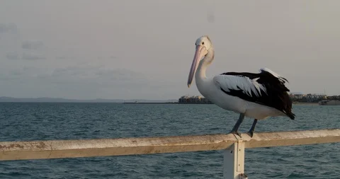 Pelican Stock Footage 120127418