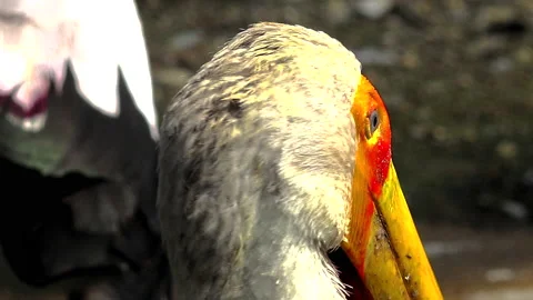 Pelican Stock Footage 150126105