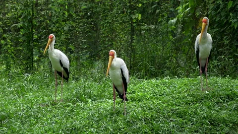 Pelican 库存影片 151914163