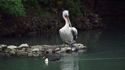 Pelican Stock Footage 201312182