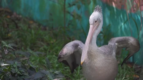 Pelican Stock Footage 209529539