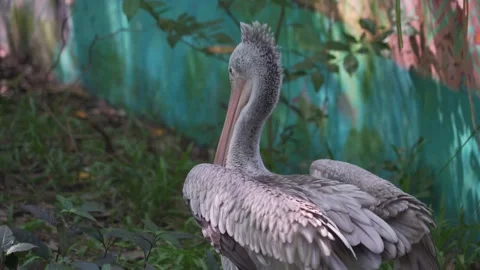 Pelican Stock Footage 209530074